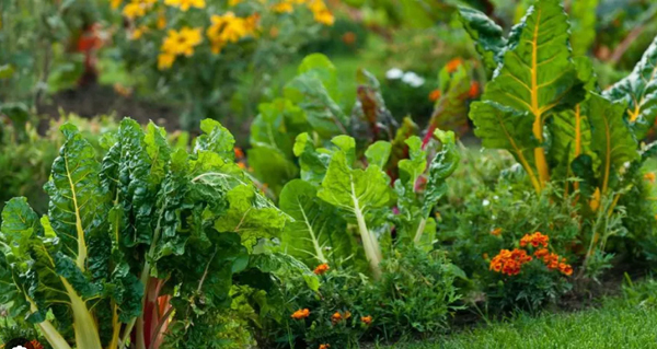 veggies, garden, closeup