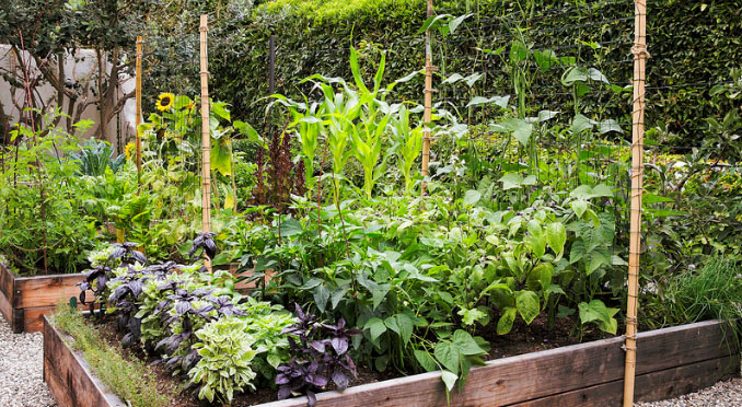 urban garden, containers, veggies, raised beds