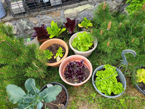 lettuce in pots, veggies, containers