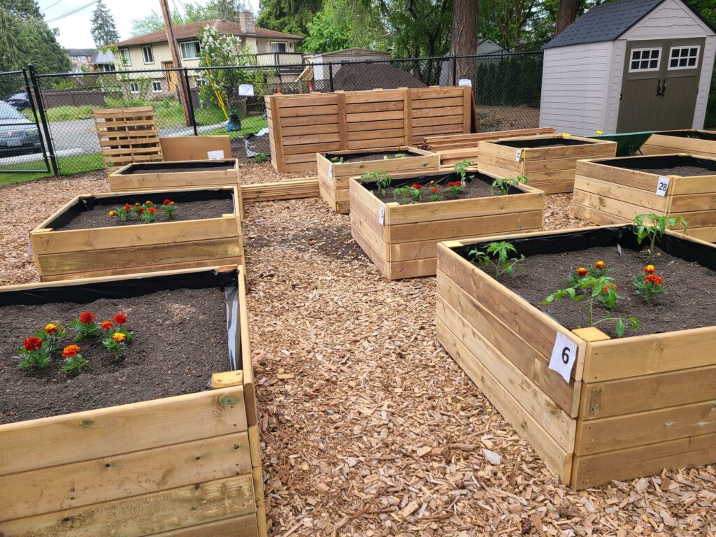 growing obxes, community garden