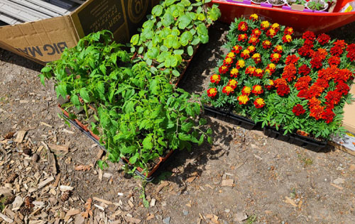 tomato plants, marigolds