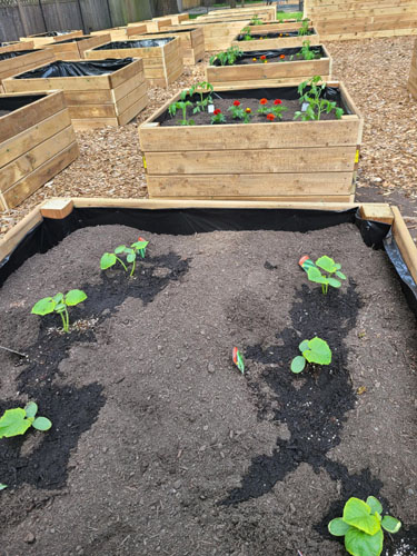 community garden, plants, boxes