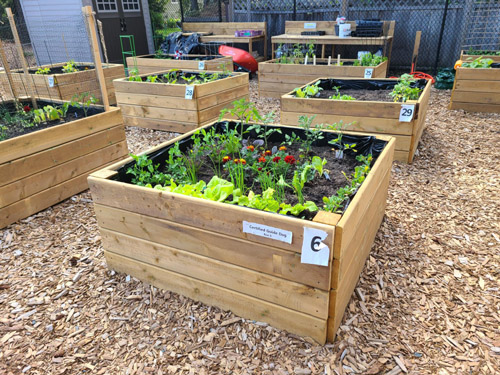 porcher park, community garden, box 6, dog