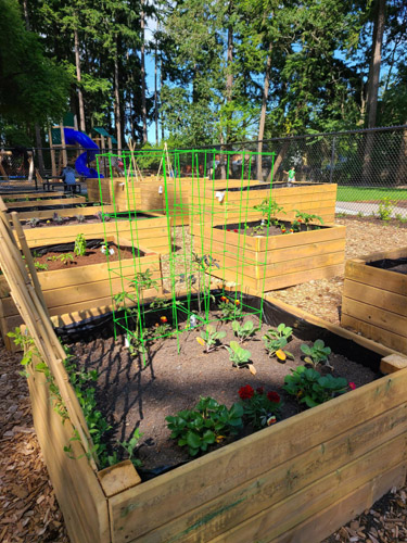 Garden plots fully underway at Porcher Park Community Garden