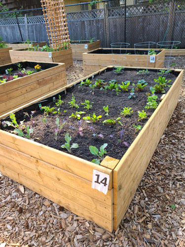 garden plot, Porcher Park community garden