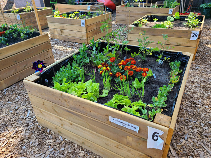 growing boxes, vegetables, porcher park