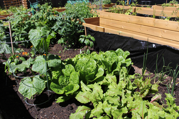 porcher park, community garden