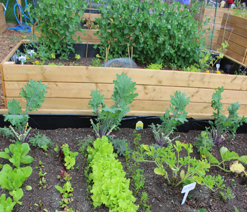 Midsummer gardens are growing