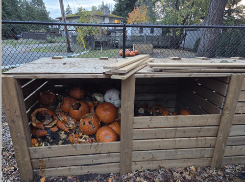 pumpkins, compost bin