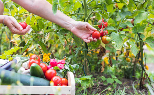 Summer solstice: beloved by food gardens & gardeners